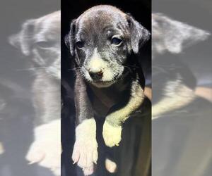 Labrador Retriever-Unknown Mix Dogs for adoption in San Antonio, TX, USA