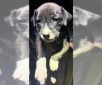 Small Labrador Retriever Mix