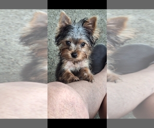 Yorkshire Terrier Puppy for Sale in HOUSTON, Texas USA