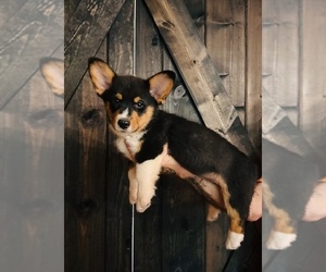 Medium Pembroke Welsh Corgi