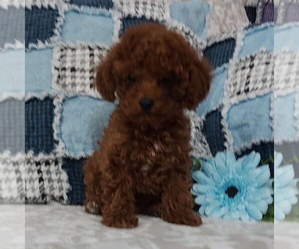 Medium Photo #1 Poodle (Toy) Puppy For Sale in ARTHUR, IL, USA