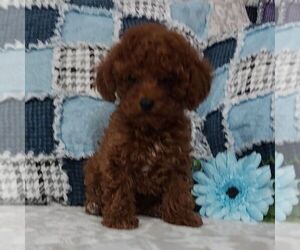 Poodle (Toy) Puppy for sale in ARTHUR, IL, USA