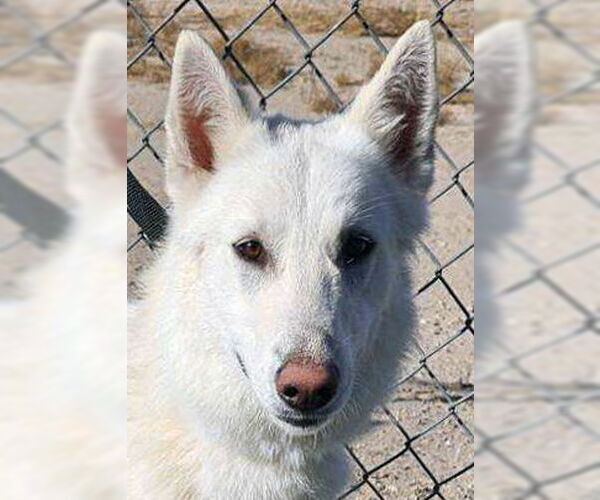 Medium Photo #3 German Shepherd Dog Puppy For Sale in Phoenix, AZ, USA