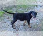 Small #23 Shepweiller