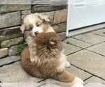 Small Photo #11 Australian Shepherd Puppy For Sale in COLESVILLE, MD, USA
