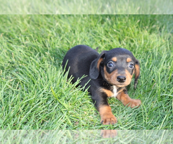 Medium Photo #1 Dachshund Puppy For Sale in BLOOMINGTON, IN, USA