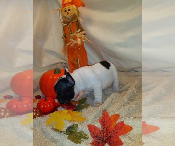 Medium Photo #3 French Bulldog Puppy For Sale in PAWTUCKET, RI, USA