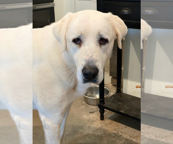 Medium Photo #1 Anatolian Pyrenees Puppy For Sale in Winter Park, CO, USA