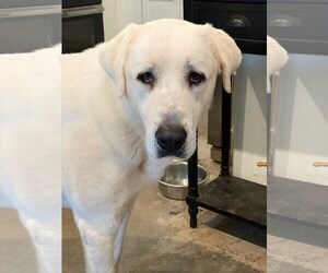 Anatolian Pyrenees Dogs for adoption in Winter Park, CO, USA