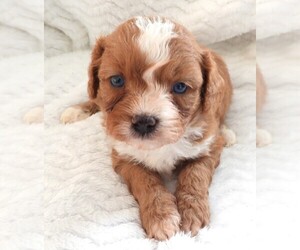 Cavapoo Puppy for sale in CARLISLE, KY, USA
