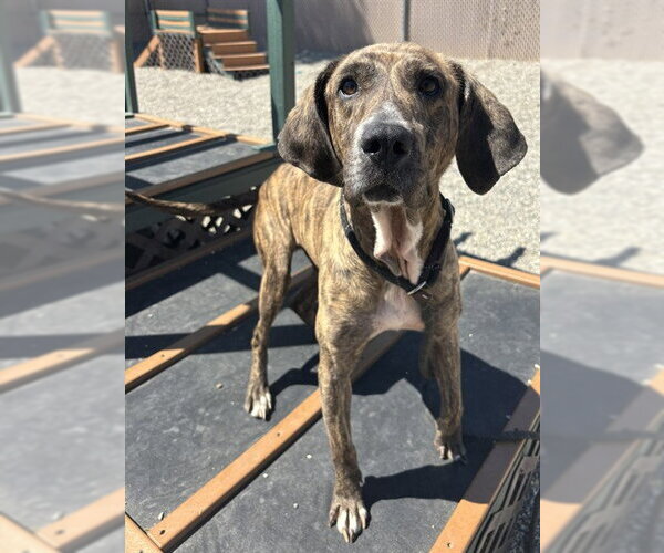Medium Photo #1 Plott Hound-Unknown Mix Puppy For Sale in Palmetto, FL, USA