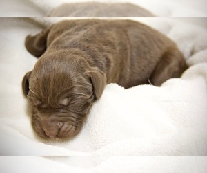 Labrador Retriever Puppy for sale in BECKLEY, WV, USA
