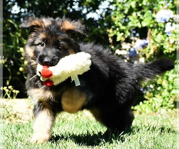 Medium Photo #4 German Shepherd Dog Puppy For Sale in MURRIETA, CA, USA