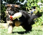 Small Photo #4 German Shepherd Dog Puppy For Sale in MURRIETA, CA, USA