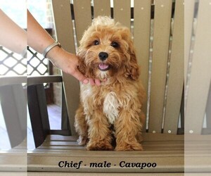 Cavapoo Puppy for sale in CLARKRANGE, TN, USA
