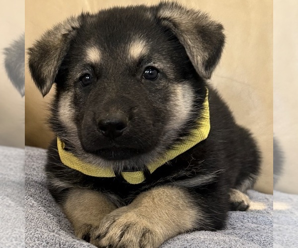 Medium Photo #54 German Shepherd Dog Puppy For Sale in BRIGHTON, CO, USA