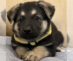Small #53 German Shepherd Dog