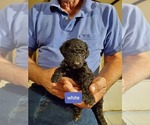 Small Photo #3 Poodle (Standard) Puppy For Sale in MONROE, NC, USA