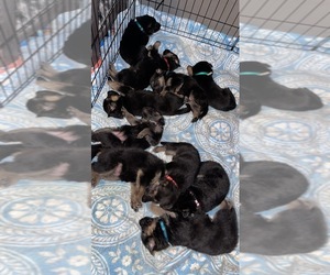German Shepherd Dog Puppy for sale in MARION, IA, USA