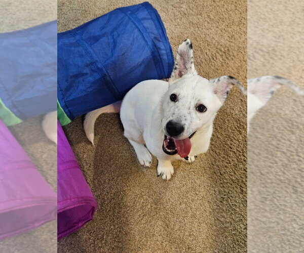 Medium Photo #2 American Pit Bull Terrier-Unknown Mix Puppy For Sale in Andover, MN, USA