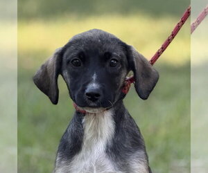 Mutt Dogs for adoption in Yardley, PA, USA