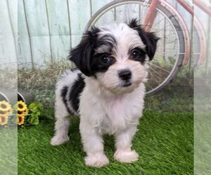 Maltipoo-Poodle (Miniature) Mix Puppy for sale in ARTHUR, IL, USA