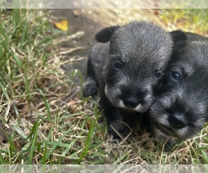 Schnauzer (Standard) Puppy for sale in NEW LONDON, NC, USA