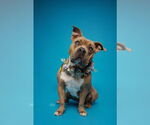 Small #4 Mutt