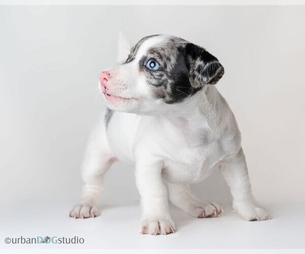 Medium Photo #6 Jack Russell Terrier-Unknown Mix Puppy For Sale in Tampa, FL, USA