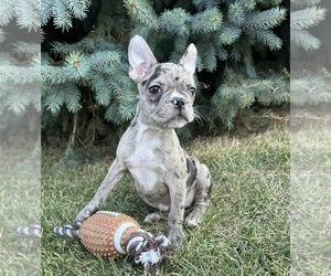 French Bulldog Dog for Adoption in MIDDLEBURY, Indiana USA