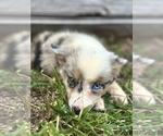 Puppy Blu Miniature Australian Shepherd