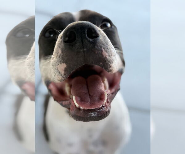 Medium Photo #2 American Pit Bull Terrier-Unknown Mix Puppy For Sale in Chandler, AZ, USA