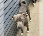Puppy 3 American Pit Bull Terrier-Unknown Mix