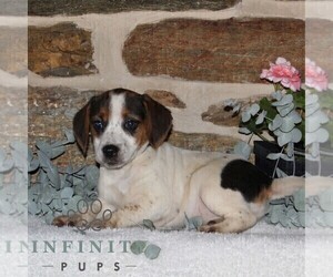 Jack-A-Bee Puppy for sale in STEWARTSTOWN, PA, USA