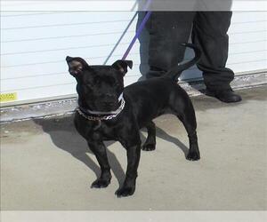 American Staffordshire Terrier-Unknown Mix Dogs for adoption in Louisville, KY, USA