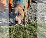 Small #8 American Pit Bull Terrier Mix