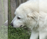 Small #3 Great Pyrenees