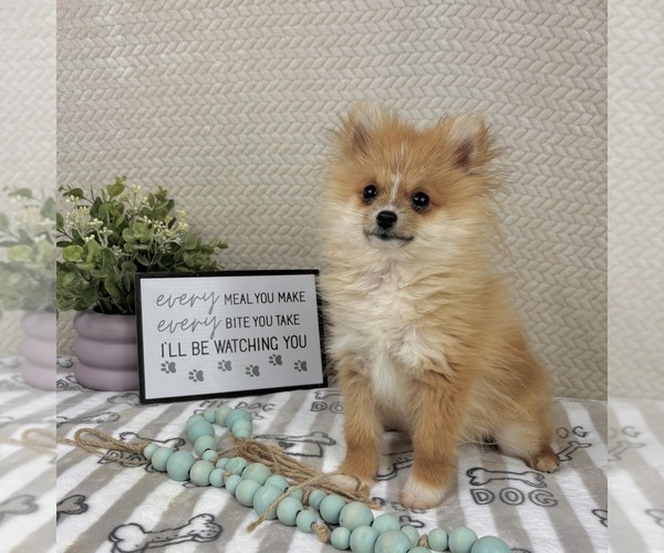 Medium Photo #4 Pomeranian Puppy For Sale in INDIANAPOLIS, IN, USA