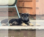 Puppy Puppy 3 German Shepherd Dog