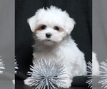 Small #1 Maltese