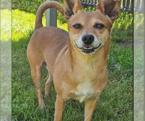 Chihuahua-Unknown Mix Dogs for adoption in Placerville, CA, USA