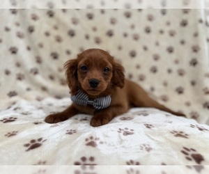 Cavapoo (Miniature) Puppy for sale in LAKELAND, FL, USA