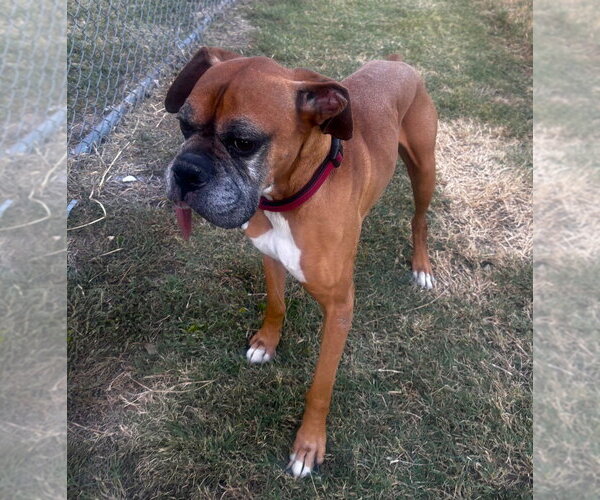 Medium Photo #3 Boxer Puppy For Sale in Austin, TX, USA
