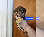 Small Mutt