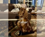 Small Photo #1 Irish Setter Puppy For Sale in ONEONTA, NY, USA