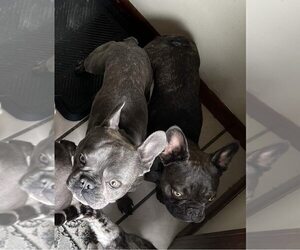French Bulldog Puppy for sale in RICE LAKE, WI, USA