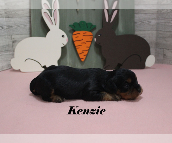Medium Photo #7 Cavalier King Charles Spaniel Puppy For Sale in CHANUTE, KS, USA