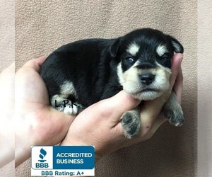 Schnauzer (Miniature) Puppy for sale in WINNSBORO, LA, USA