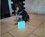 Small Photo #3 German Shepherd Dog Puppy For Sale in CORINTH, KY, USA