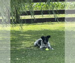 Small #16 Mutt